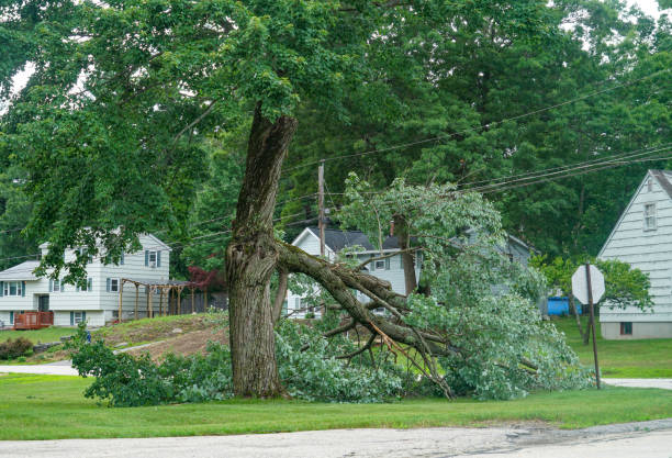 Leaf Removal in Horseshoe Bay, TX